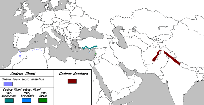 Cedara Map Scale Seeking the True Cedars – Tree People of Walla Walla